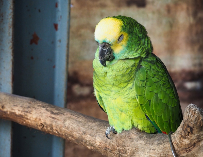 How Does a Parrot Sleep? Bird Routine & Rest Facts