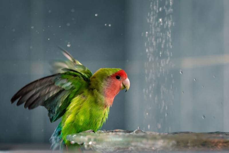 Can Parrots Swim? Vet-Reviewed Bird Anatomy Information & Bath Tips