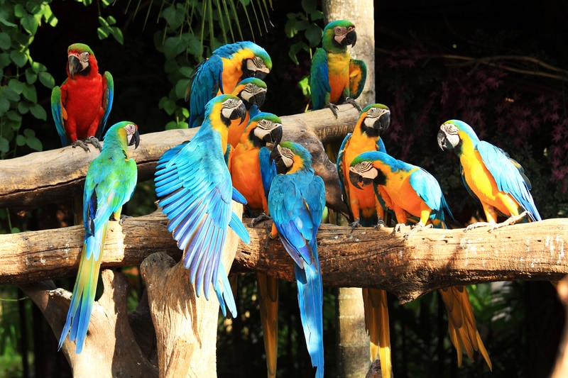 Why Are Parrots So Colorful? 3 Main Reasons & FAQ
