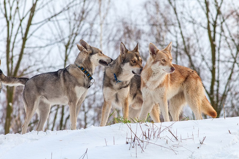 How Much Does a Saarloos Wolfdog Cost? 2026 Update