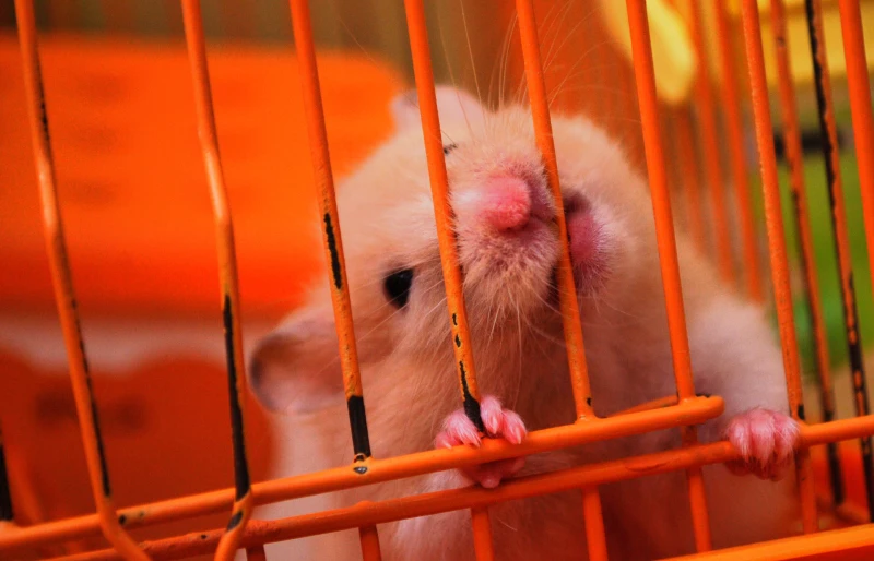 Hamster Cage Rage: Vet-Approved Signs, Causes, Treatment, and Prevention Tips