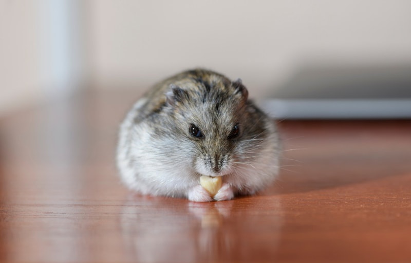 7 Homemade Hamster Treats (With Recipes)
