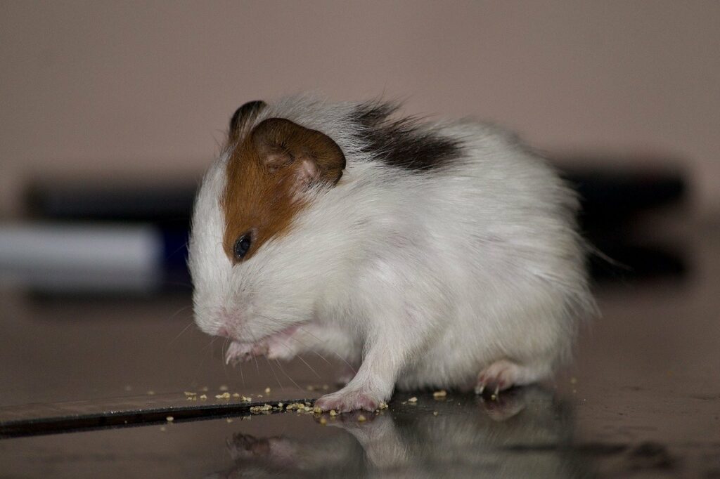 Can Hamsters Throw Up? Vet Approved Facts & FAQ