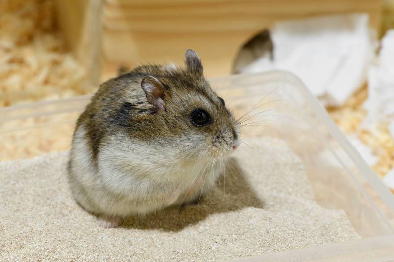 How to Give Hamsters a Sand Bath: Vet-Approved Guide