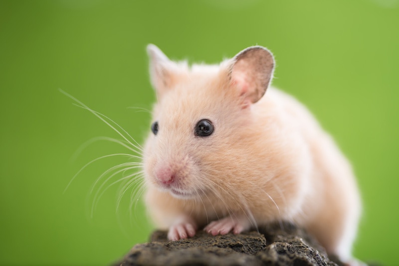 How Long Do Hamsters Live? Vet Reviewed Average Lifespan, Data & Care Tips