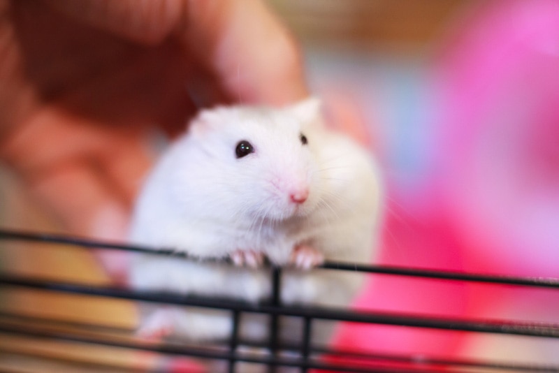 Can a Hamster Get Pregnant by Themselves? Truth vs. Myth