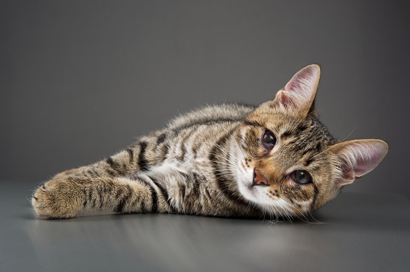 Haws Syndrome in Cats: Causes, Signs, & Possible Treatments