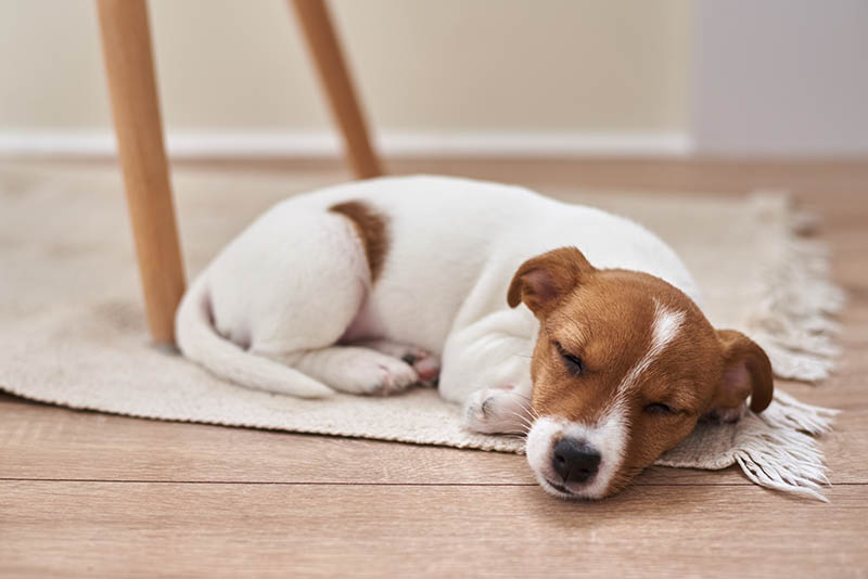 8 Common Dog Sleeping Positions & What They Mean