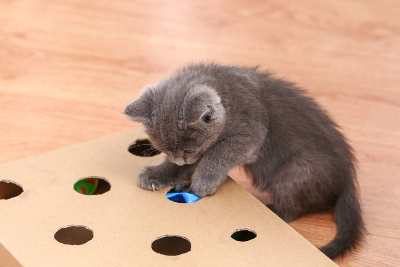 Why Mental Stimulation Is Important for Cats: 15 Vet-Approved Reasons