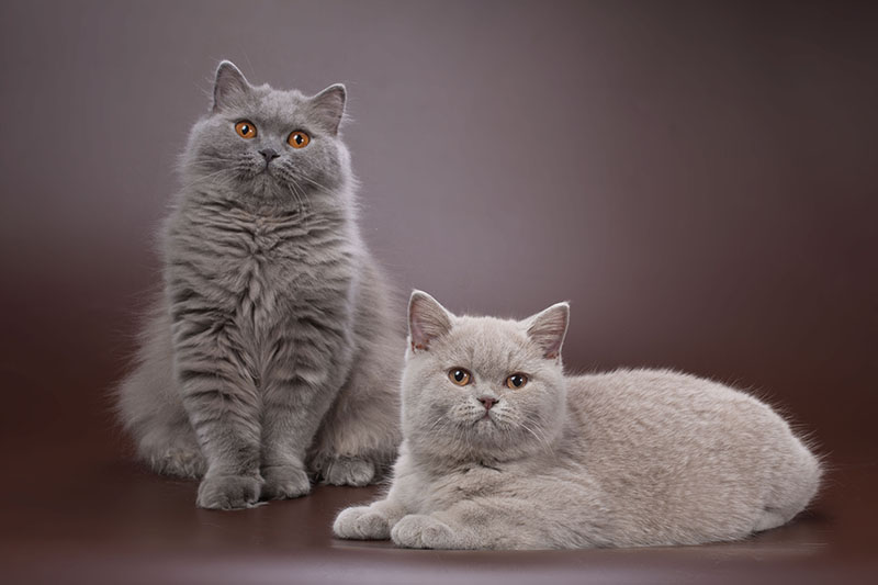 Do Cats Inbreed? Risks & FAQ