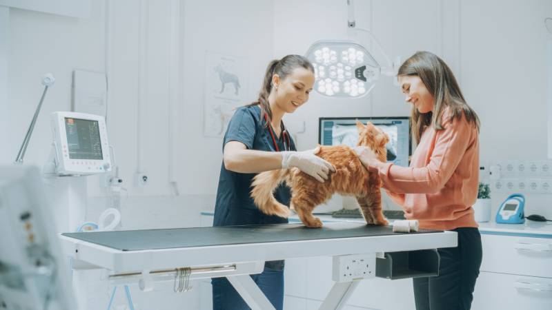 Can Cats Have Autism? Our Vet Explains Facts, Signs & Diagnosis