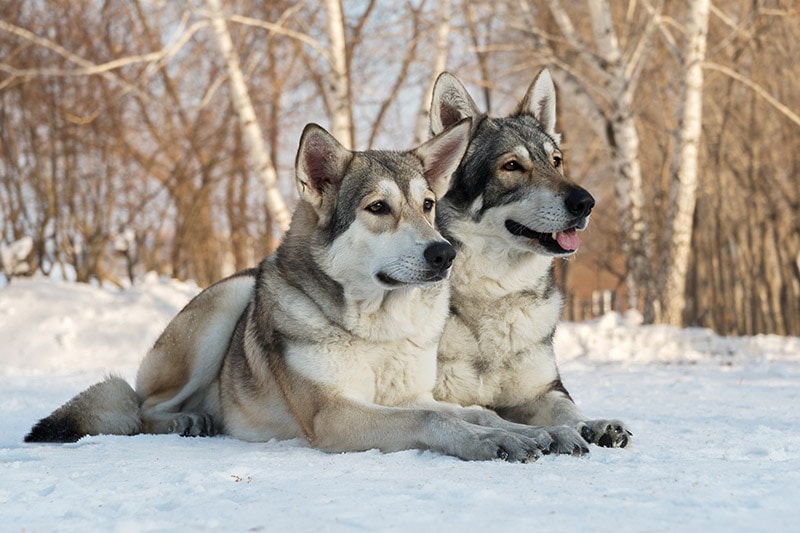 Saarloos Wolfdog: Pictures, Care Guide, Temperament & Traits