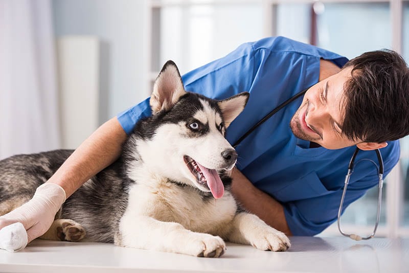 male Veterinarian and siberian husky dog in the clinic