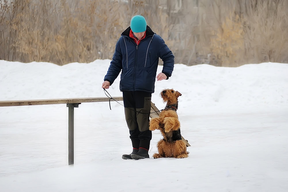 How to Train an Airedale Terrier: 7 Expert Tips
