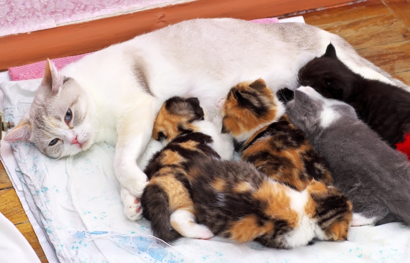 How Can Cats Have Different Colored Kittens? Vet Approved Facts & FAQ