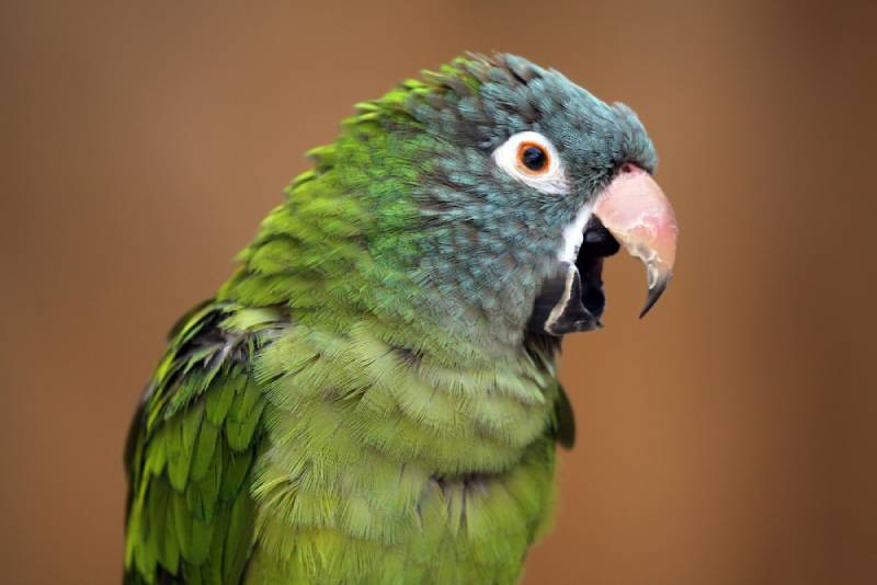 How Do Parrots Talk? Vet-Reviewed Facts & FAQ