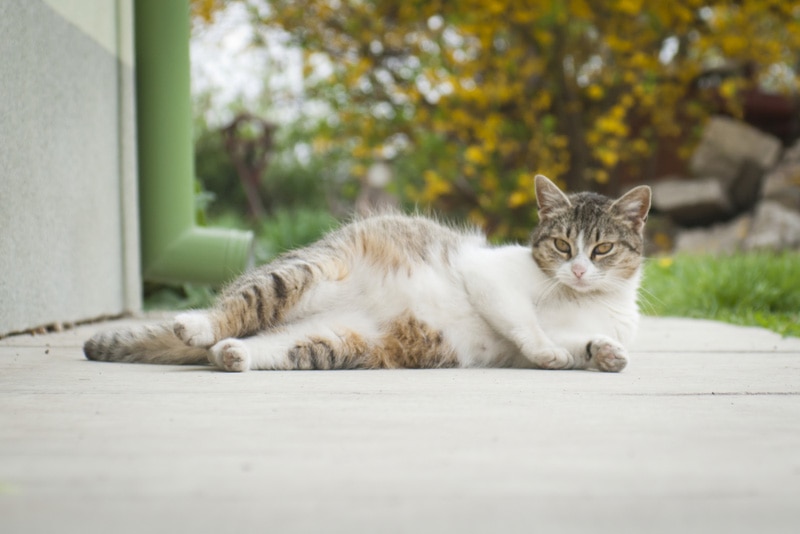Do Cats Get Morning Sickness When Pregnant? Vet-Verified Reasons, Tips & Timeline