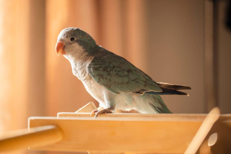 How Long Do Quaker Parrots Live: Info, Pictures, Lifespan, Care & More