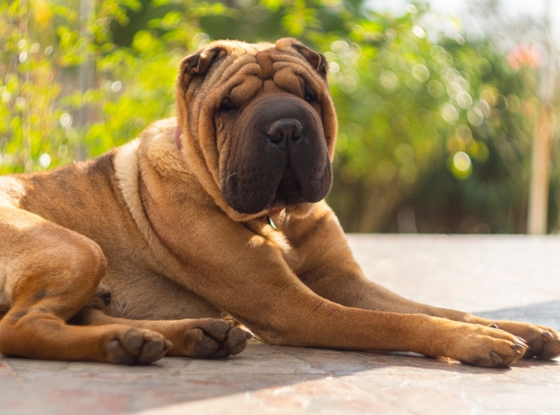 Do Shar Peis Shed a Lot? Facts & Grooming Tips