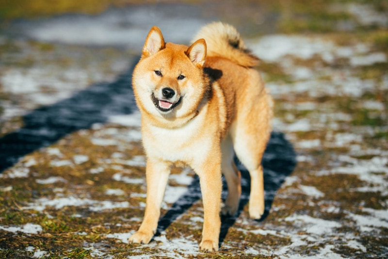 Top 10 Healthiest Dog Breeds in the World (With Info & Pictures)