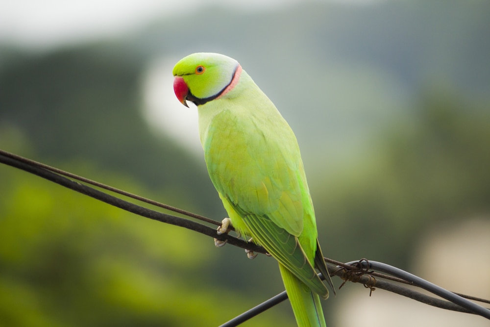 How Much Does It Cost to Own an Indian Ringneck Parrot? 2026 Price Guide