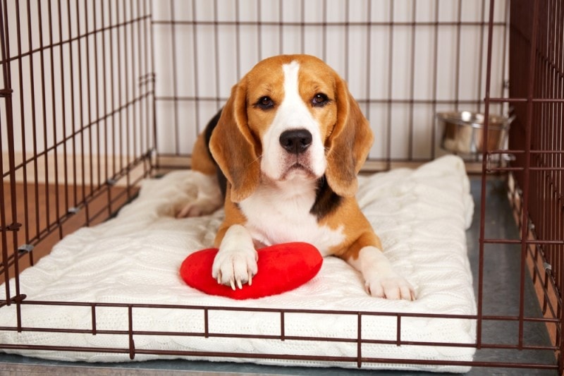10 Best Wire Dog Crates of 2026 - Reviews & Top Picks