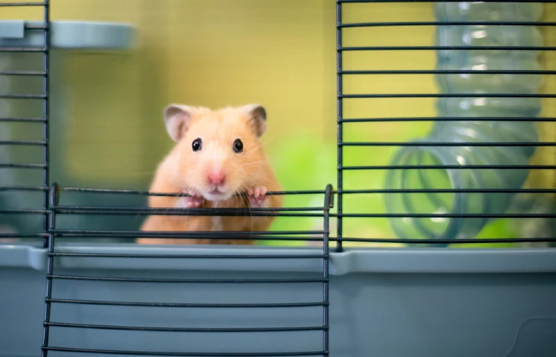 5 Types of Hamsters Kept as Pets: Info, Pictures, History & Vet-Verified Info