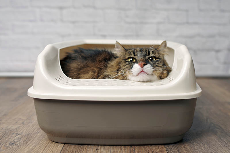 Why Is My Cat Rolling in the Litter Box? 3 Vet-Reviewed Reasons & How to Stop It