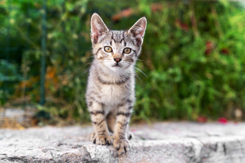 What to Do With a Stray Cat That Won’t Leave You Alone: Tips & Tricks