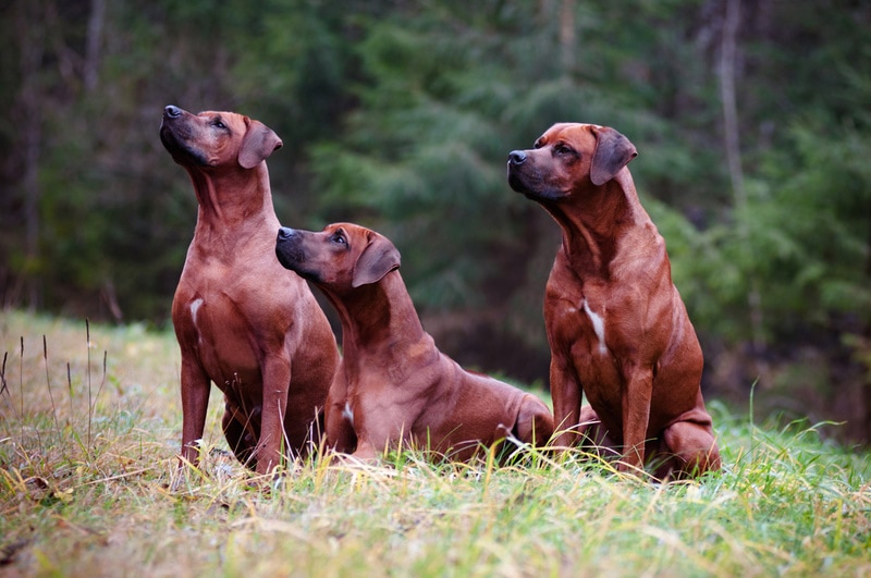 20 Red Dog Breeds: Info, History, Pictures & Facts