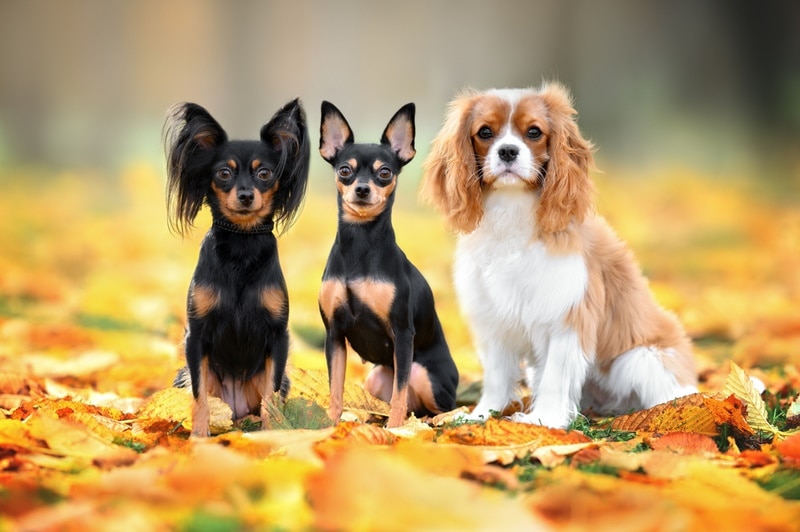 15 Small Dog Breeds: Info, History, Pictures & Facts