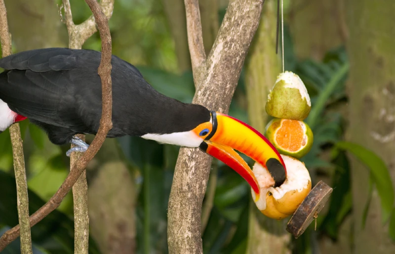 toucan eating pear and other fruits