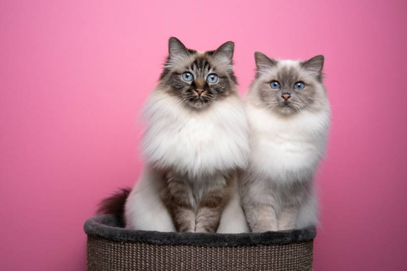 How Big Do Birman Cats Get? Average Size & Growth Chart
