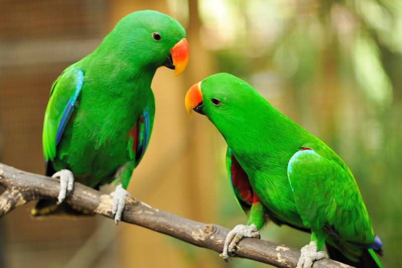 15 Interesting Parrot Facts You Need to Know