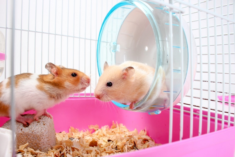 20 Facts About Hamsters: Temperament, Health & Behavior