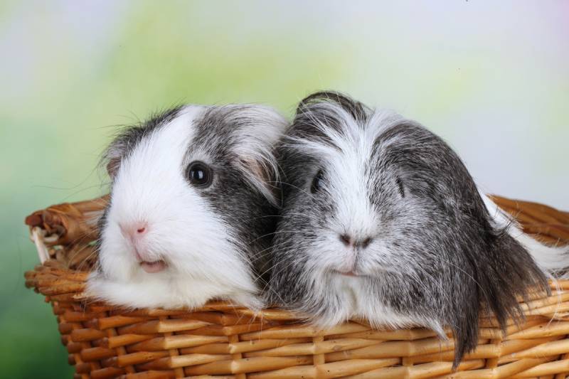 Sheltie Guinea Pig: Pictures, Lifespan, Behavior & Care Guide