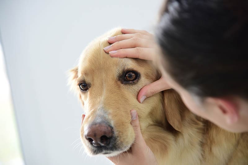 At What Age Do Dogs Lose Their Eyesight? (Vet Answer)