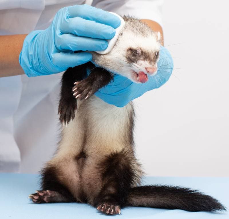 How to Clean My Ferret’s Ears: 3 Vet-Approved Steps