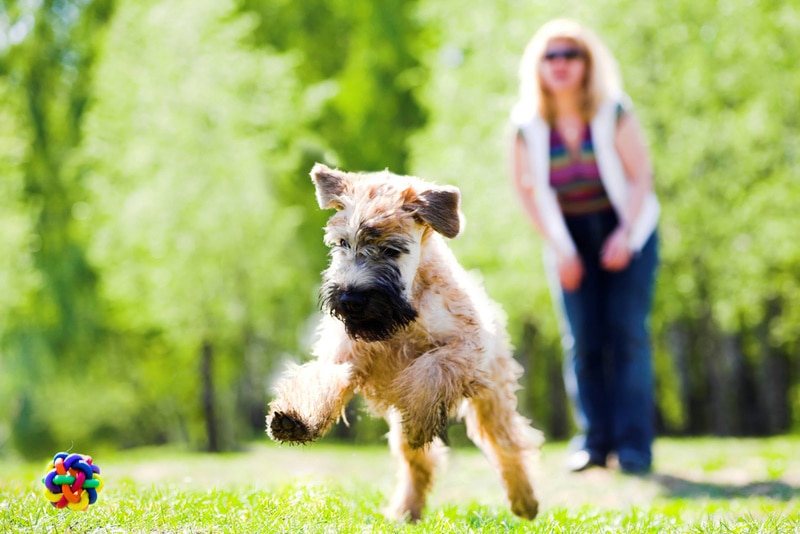 How Much Exercise Do Wheaten Terriers Need? Vet-Approved Guidelines