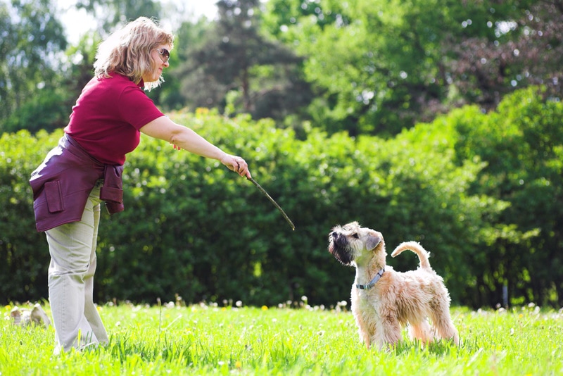 How to Train Your Wheaten Terrier: 7 Expert Tips