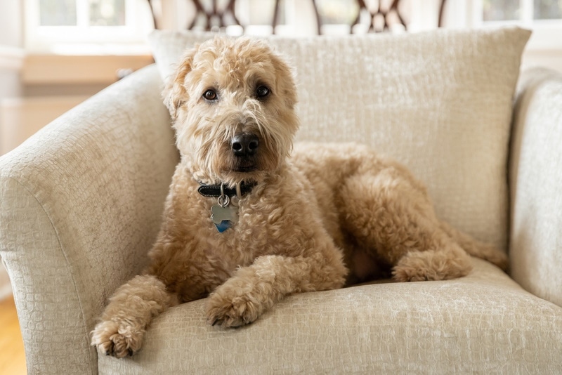 10 Wheaten Terrier Haircuts & Grooming Styles (With Pictures)