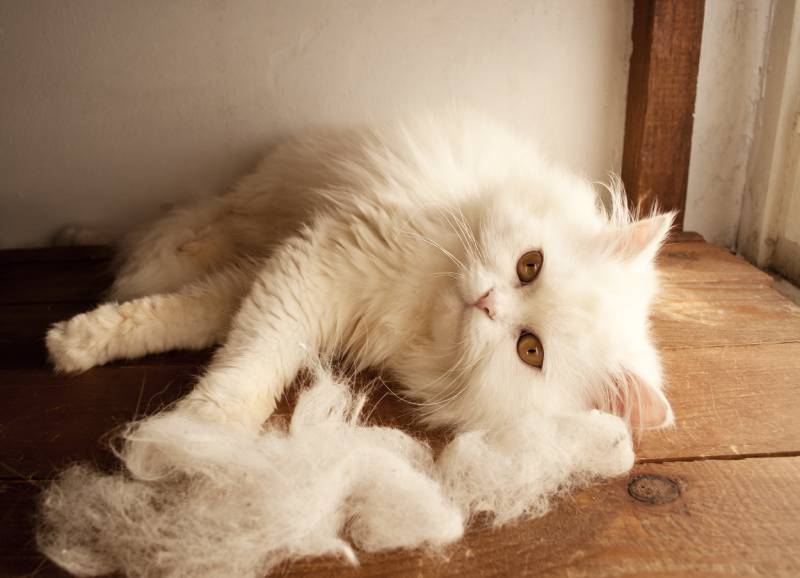 white persian cat lying on the floor with cat hair