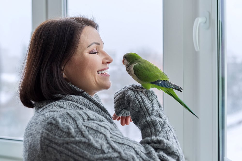 Can Parrots Understand the Human Language? Vet-Reviewed Science & Info