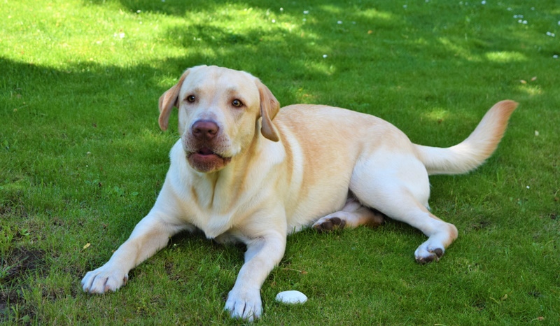 Yellow Labrador: Facts, Origin & History (with Pictures)