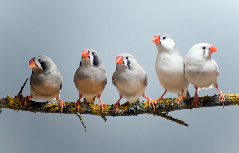 7 Types of Finches Kept as Pets (With Info & Pictures)