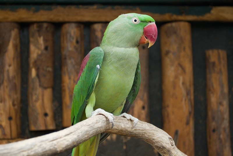 Alexandrine Parakeet: Pictures, Personality, Food & Care Guide