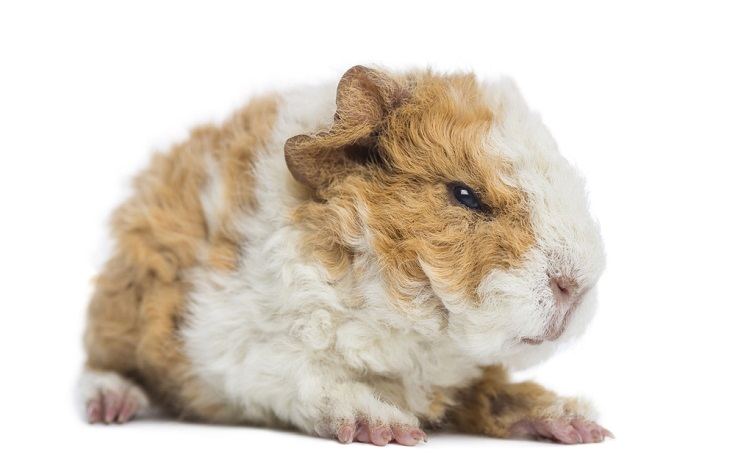 Alpaca Guinea Pig: Pictures, Lifespan, Behavior & Care Guide