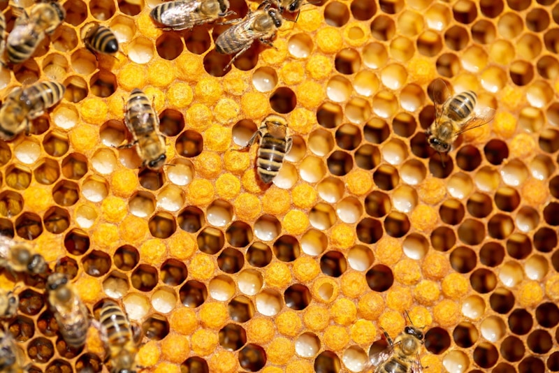 Is Bee Pollen Good For Dogs? Vet Reviewed Benefits, Risks & FAQ