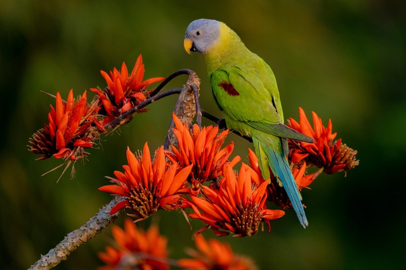Blossom-Headed Parakeet: Info, Pictures, Personality, Food & Care Guide
