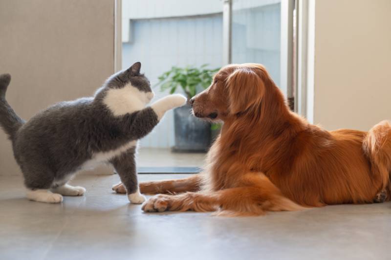 Why Does My Cat Slap My Dog? 3 Possible Reasons